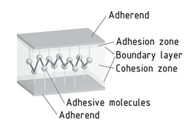 Layers in adhesive bonding