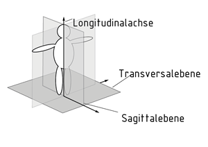 Körperachsen und Körperebenen