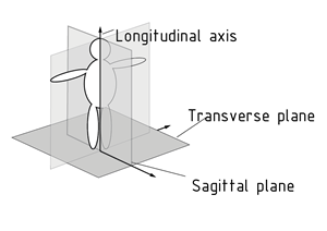 Body axes and body planes