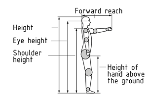 Body measurements